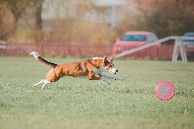 Frisbee dla psa. Pies łapie latający dysk w skoku, zwierzę bawiące się na świeżym powietrzu w parku. Wydarzenie sportowe, osiągnięcia