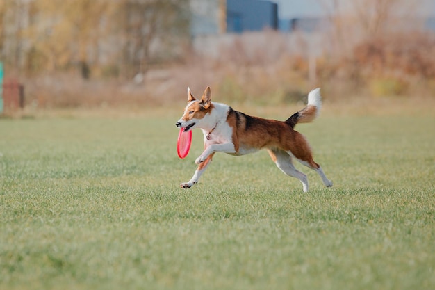 Frisbee dla psa. Pies łapie latający dysk w skoku, zwierzę bawiące się na świeżym powietrzu w parku. Wydarzenie sportowe, osiągnięcia