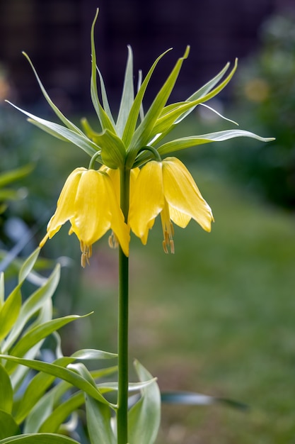 Fritillaria Imperialis (crown Imperial, Imperial Fritillary Lub Kaiser's Crown) Lilia W Pełnym Rozkwicie