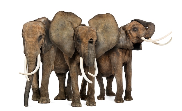 Frontowy Widok Trzy Afrykańskiego Słonia Stawia Czoło, Stojący, Odizolowywający Na Bielu