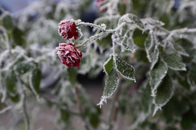 Frost Covered Roses.