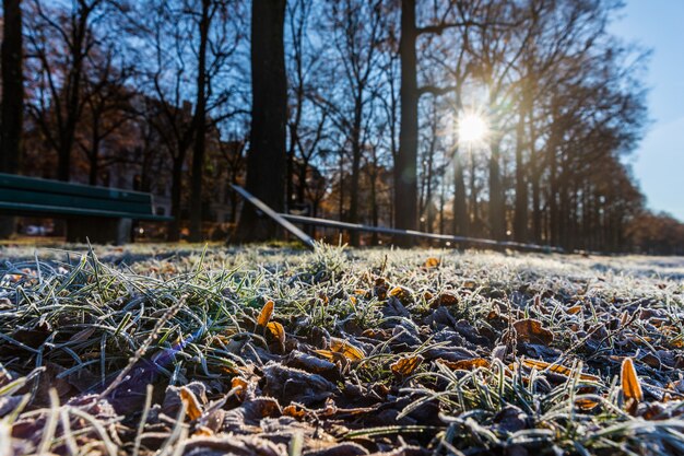 Frost Na Trawie I Liściach W Zimowy Poranek