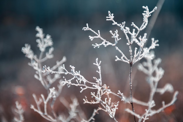 Frostcovered ro?lin w lesie jesieni? Obraz makro Jesień charakter tła