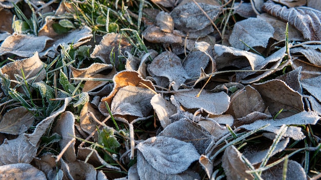 Frozen Leaves tło pierwszy przymrozek w mieście Park