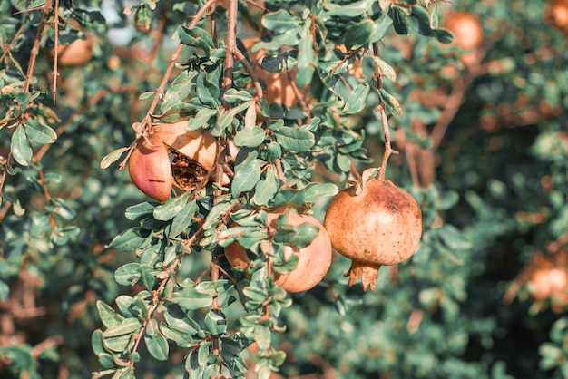 Frutas De Granada En El Arbol