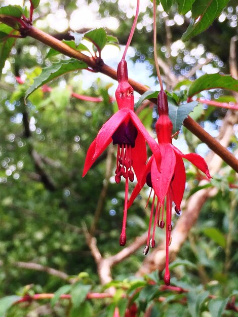 Zdjęcie fuchsia kwitnąca w parku