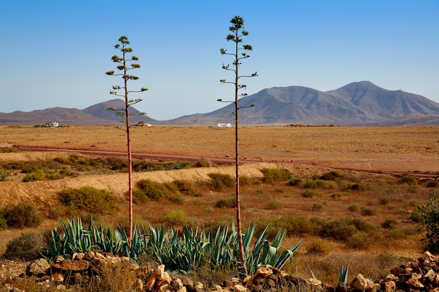 Fuerteventura Tefia na Wyspach Kanaryjskich