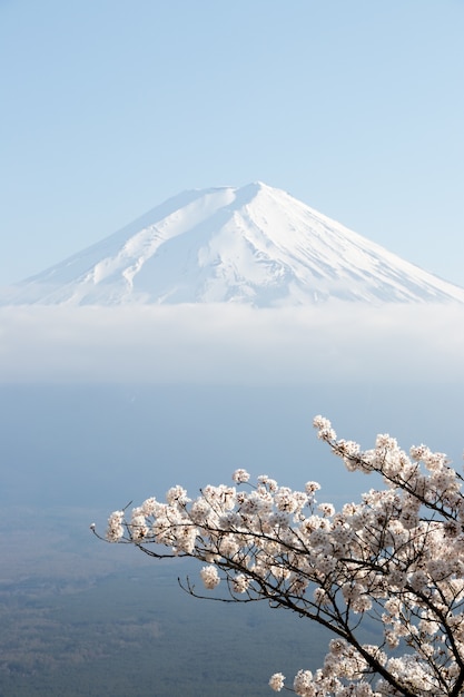 Fuji góra w Japan jako tło z Sakura okwitnięciem jako przedpole