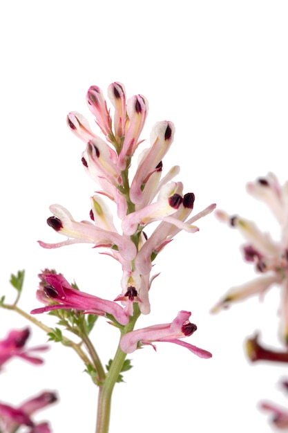 Fumaria capreolata kwiat