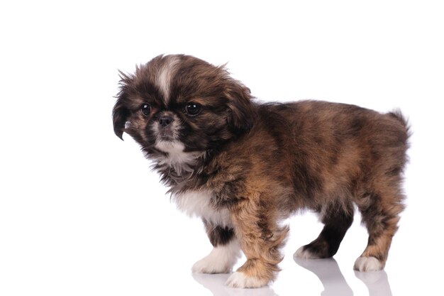 funny dog