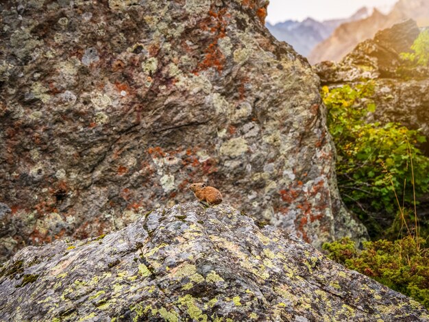 Funny Pika Ochotona Collaris Siedzi Na Skalistej Górze Ałtaju. ładny Mały Ssak Na Tle Bokeh. Mały Gryzoń Pika Wygrzewa Się Na Skale.