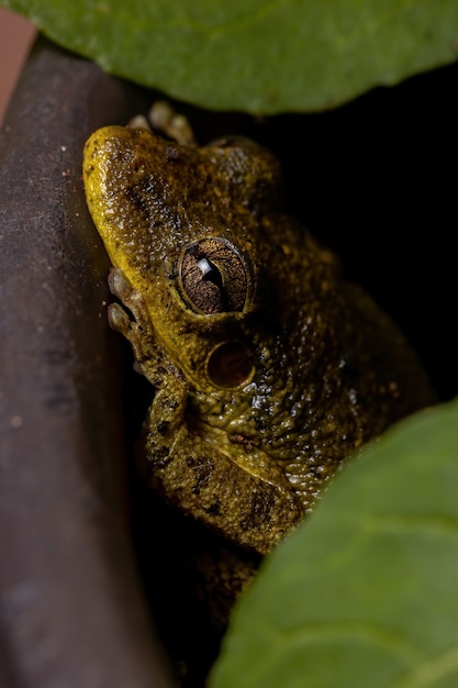 Fuscous-blotched Snouted Tree Frog Z Gatunku Scinax Fuscovarius