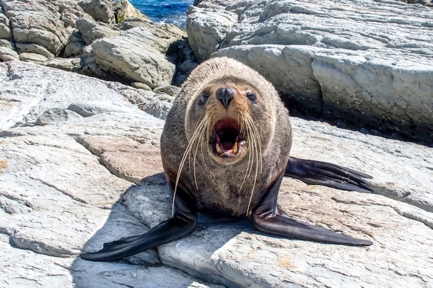 Futro foka. Kaikoura. Nowa Zelandia