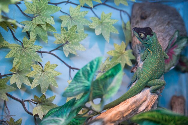 Gad iguana zielony w zoo siedzący na gałęzi