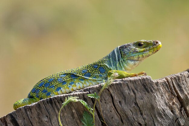 gad lagarto ocelado