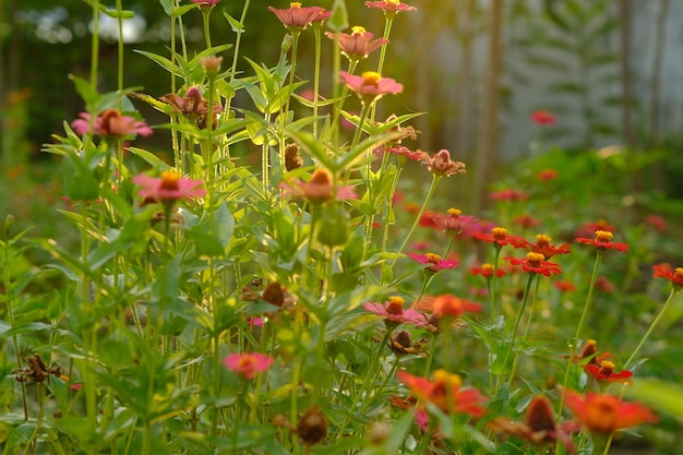 Zdjęcie gaj kwiatów zinnia w tropikalnym ogrodzie naturalne tło kwiat zinnia elegans