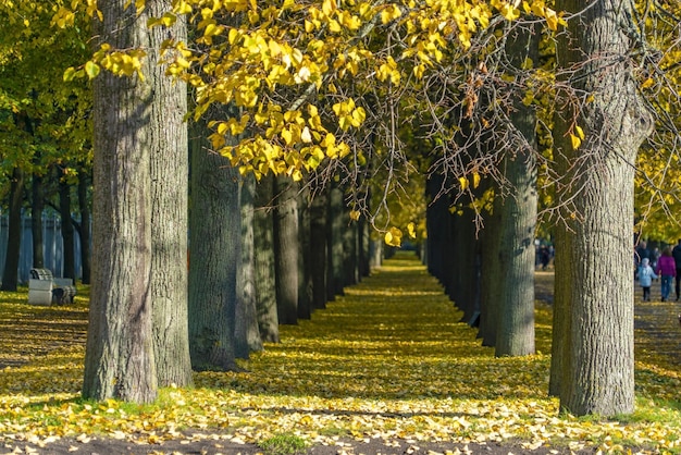 Gaj Lipowy W Jesiennym Parku Na Krestovsky Island Sankt Petersburg