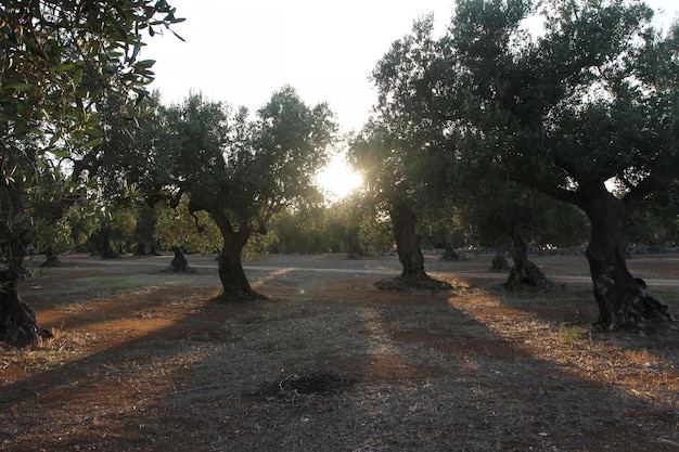 Gaj oliwny w Salento w Apulii we Włoszech