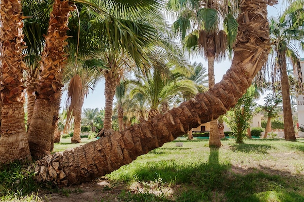 Gaj palmowy i palma o niezwykłym zakrzywionym kształcie