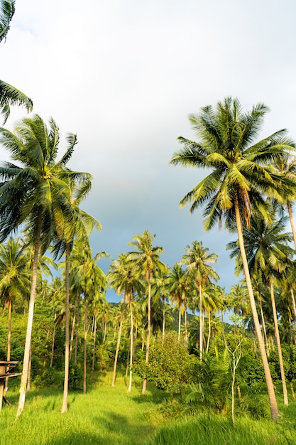 Gaj palmowy. Palmy w tropikalnej dżungli.