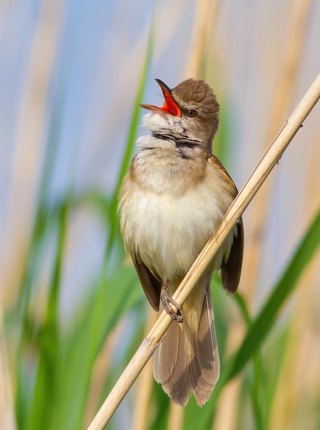 Gajówka trzcinowata Acrocephalus arundinaceus Ptak śpiewa siedząc na łodydze trzciny