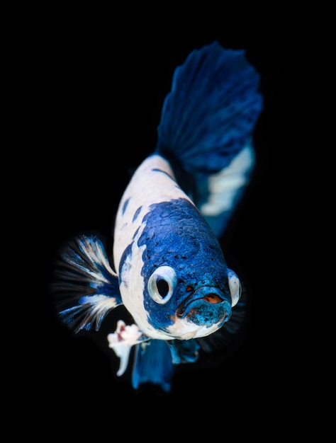 Galanteryjna Koja Galancy Betta Fish.