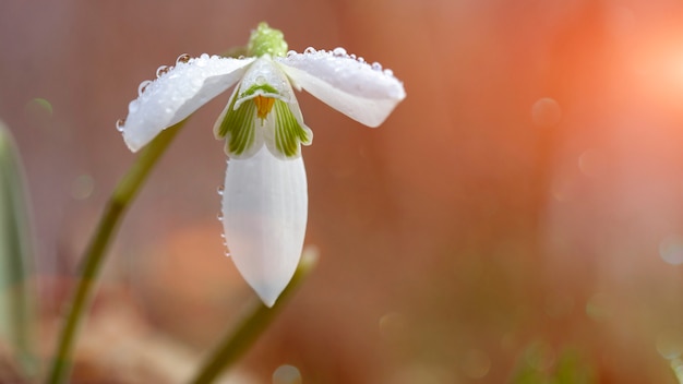 Galanthus nivalis, pierwszy kwiat wiosny, w wieczornym lesie o zachodzie słońca. Selektywne ustawianie ostrości, zbliżenie.