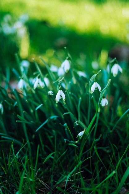 Galanthus nivalis, przebiśnieg lub przebiśnieg zwyczajny