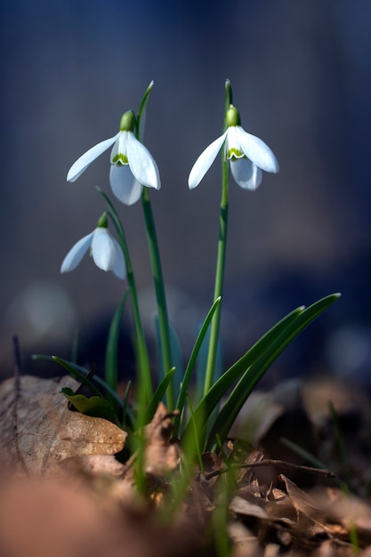 Galanthus Przebiśnieg Zbliżenie