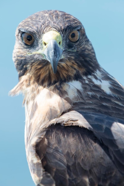 Galapagos Hawk Wyspy Galapagos Ekwador