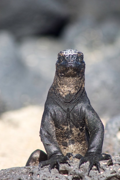 Galapagos iguana