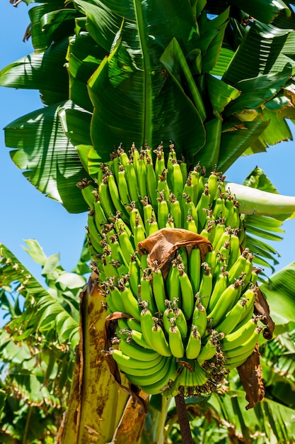 Gałąź banany na drzewie