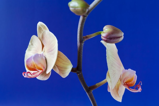 Gałąź beżowa orchidea i pąki