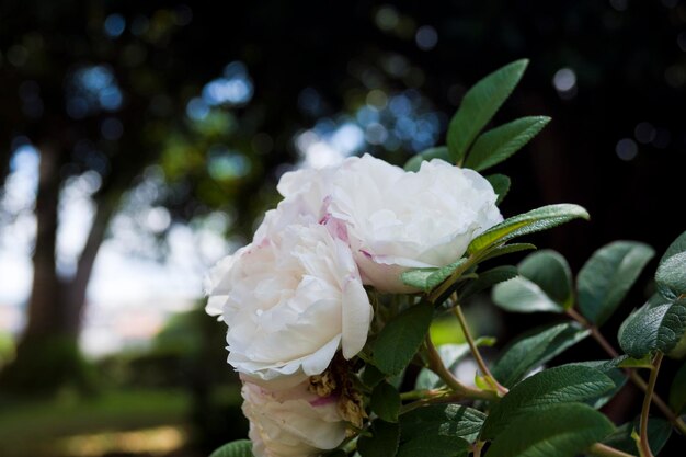 Gałąź białego krzewu różowego z małymi fioletowymi dotykami
