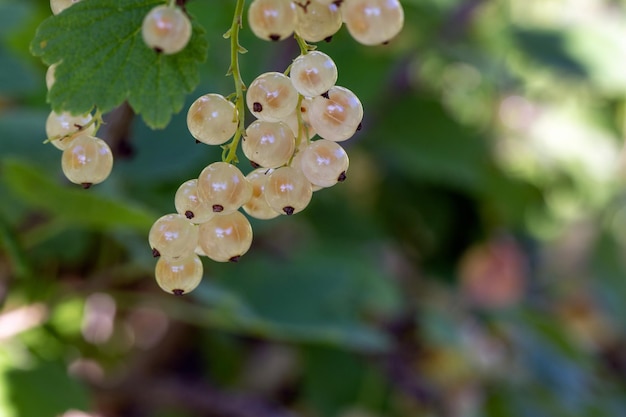 Gałąź białej porzeczki z dojrzałymi soczystymi jagodami Ogrodnictwo Przydatne pokarmy roślinne witaminy przeciwutleniacze błonnik