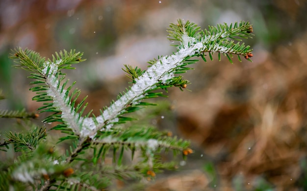 Gałąź choinki oprószona mokrym wiosennym śniegiem