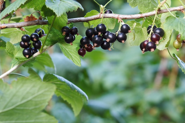 Gałąź czarnej porzeczki z jagodami w ogrodzie w letni dzień z rozmytym naturalnym tłem