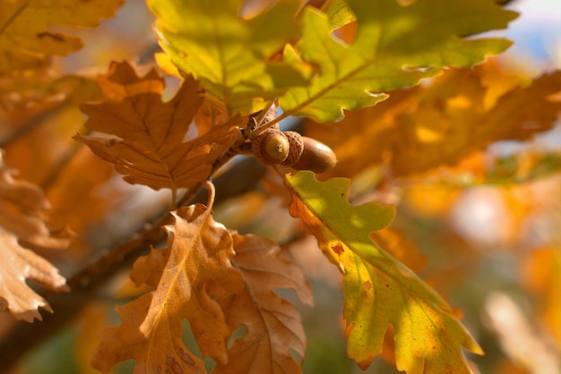 Gałąź dębu pomalowana złotymi jesiennymi kolorami selektywnej ostrości niewyraźne tło
