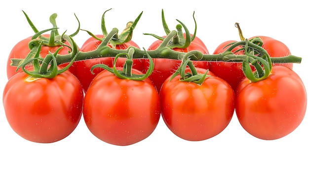 Gałąź dojrzałych czerwonych pomidorów na białym tle Pomidory są ułożone w rzędzie każdy pomidor jest okrągły i ma gładką, błyszczącą skórkę