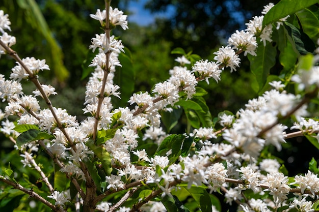 Gałąź drzewa kawowego z zielonymi liśćmi i białymi kwiatami Chiriqui highlands Panama Ameryka Środkowa