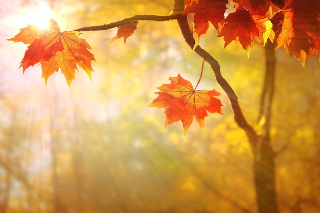 Gałąź drzewa klonowego z czerwonymi jesiennymi liśćmi spada w parku jasne promienie słońca Cyfrowa ilustracja oparta na renderowaniu przez sieć neuronową