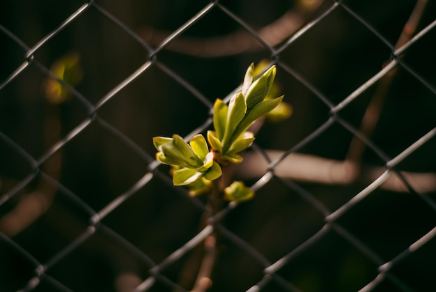 gałąź drzewa liście kwitną zielone liście wiosna natura liście w siatce