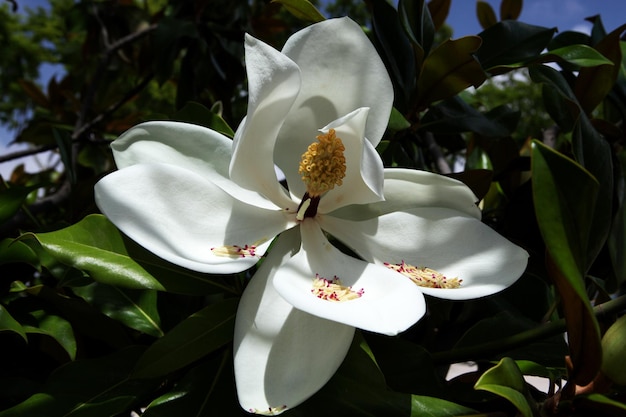 Gałąź drzewa magnolii Magnolia grandiflora z białym kwiatem