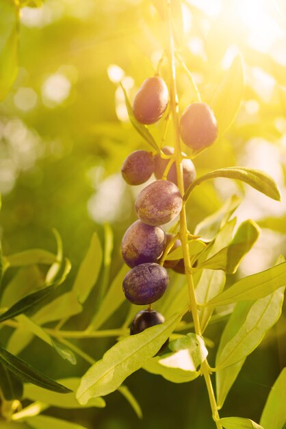 Gałąź drzewa oliwnego z owocami i liśćmi naturalny rolniczy słoneczny tło żywności