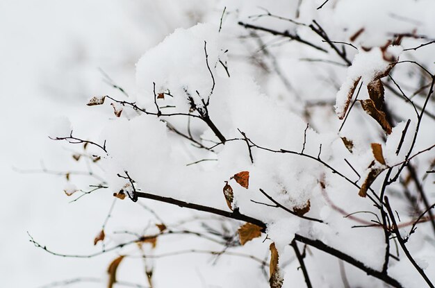 Gałąź drzewa pod śniegiem naturalne tło zima tło obrazu makro