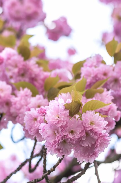 Gałąź drzewa Sakura z kwiatami na rozmytym tle Zbliżenie selektywnej ostrości