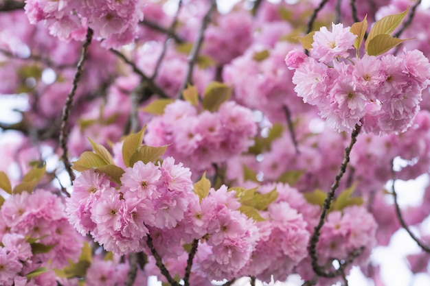 Gałąź drzewa Sakura z kwiatami na rozmytym tle Zbliżenie selektywnej ostrości