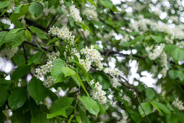 Zdjęcie gałąź drzewa z białymi kwiatami i świeżymi zielonymi liśćmi
