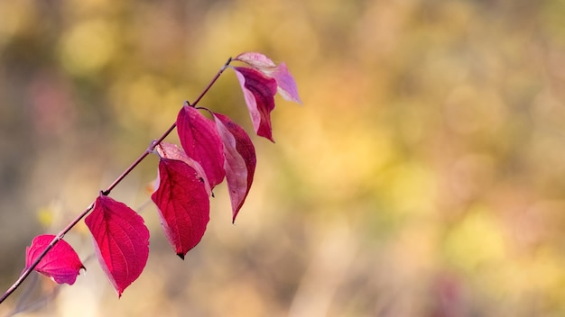 Gałąź drzewa z czerwonymi jesiennymi liśćmi na niewyraźne tło, kopia przestrzeń