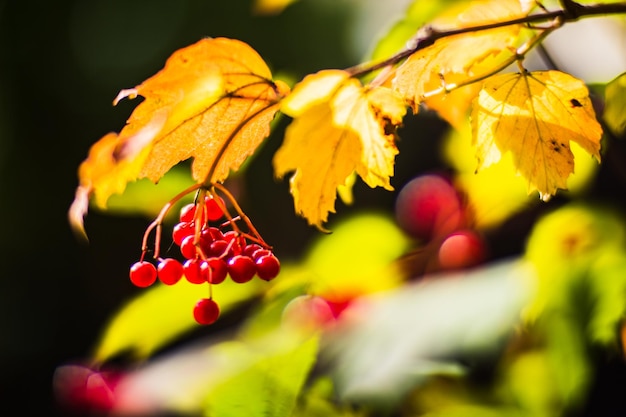 Gałąź drzewa z kolorowymi jesiennymi liśćmi i czerwonymi jagodami zbliżenie Jesienne tło Piękne naturalne silne rozmyte tło z copyspace